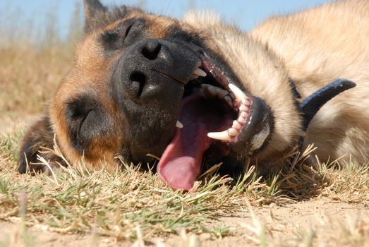 beautiful young purebred belgian shepherd malinoislaid down: tired dog