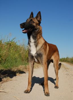 beautiful young purebred belgian shepherd malinois: cute watching dog