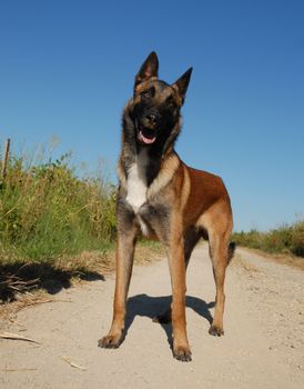 beautiful young purebred belgian shepherd malinois: cute watching dog