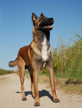 beautiful young purebred belgian shepherd malinois: cute watching dog