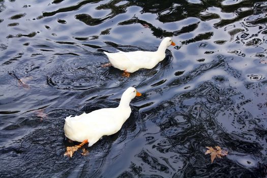 Two white ducks in the water