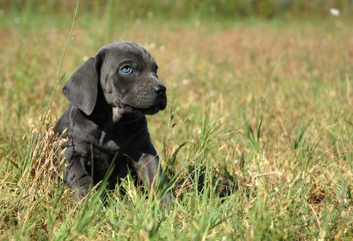 portrait of a beautiful young puppy cane corso in a field