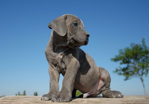 portrait of a puppy italian mastiff