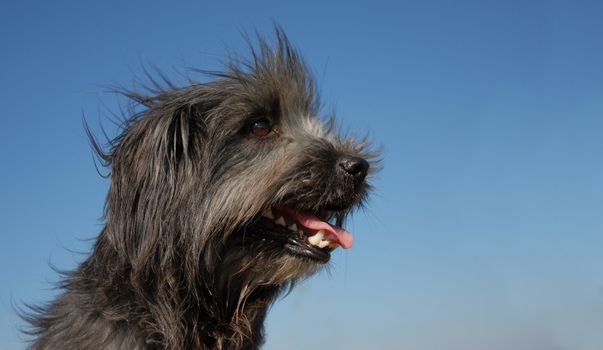 portrait of a beautiful purebred pyrenean shepherd in blue sky