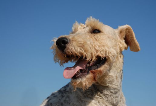 portrait of a beautiful purebred fox terrier in a blue sky