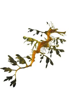 Leafy Sea Dragon on a white background