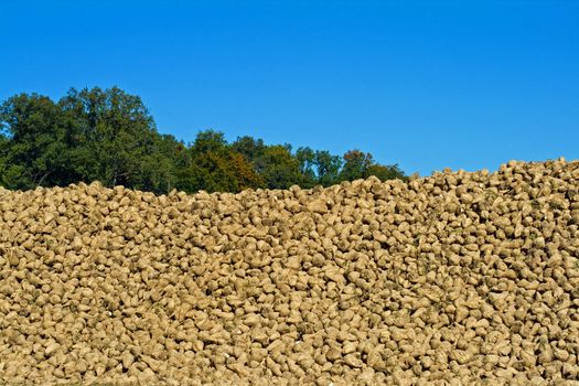 Pile of harvested sugar beets against the blue cloudless sky