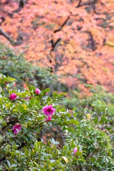 Several pink roses in an autumn garden
