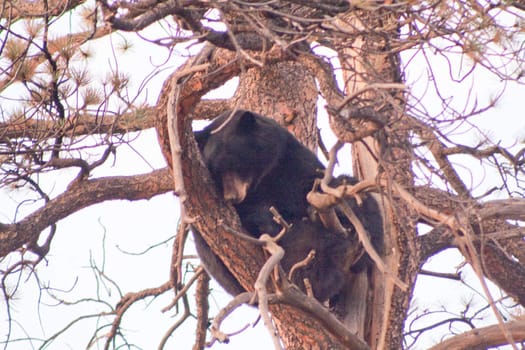 North American Black Bear in tree