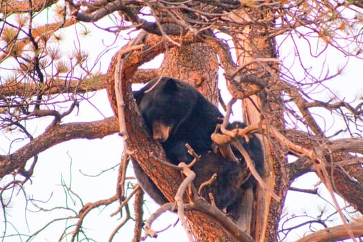 North American Black Bear in tree