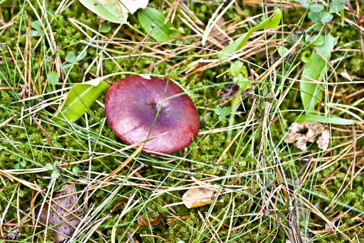 Red Mushroom into cells, day in the woods
