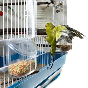 A domestic canary bird landing in his cage after a flight.