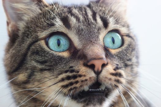 portrait of beautiful siberian shorthair cat closeup