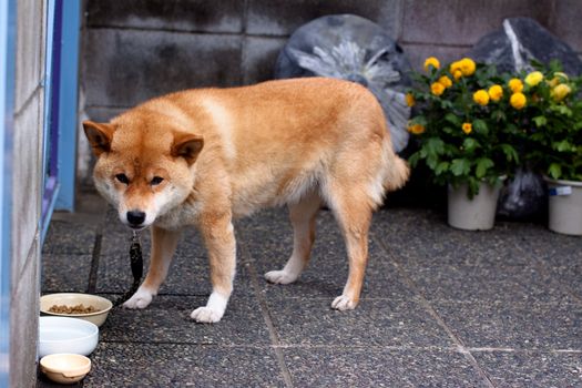 A standing akita in a yard
