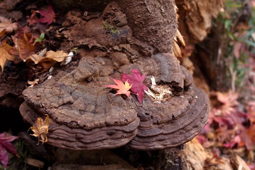 Maple leaves on a snag
