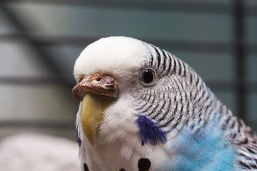 Australian Blue Parrot macro shot 3