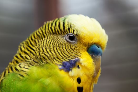 Australian Green Parrot macro shot 1