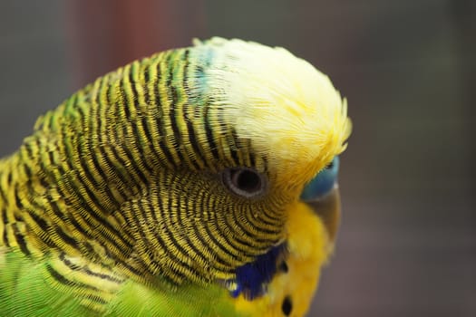 Australian Green Parrot macro shot 3