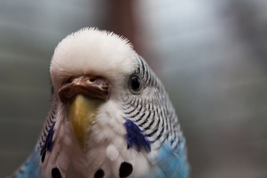 Australian Blue Parrot macro shot 2