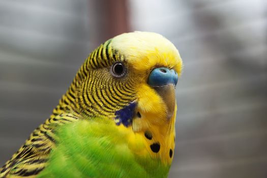 Australian Green Parrot macro shot 2