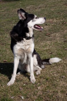 A sitting black and white husky in the park
