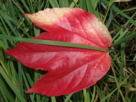 the red leaf of woodbine on the green grass