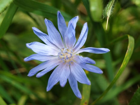 very blue chicory, the nice flower, which is healthly too