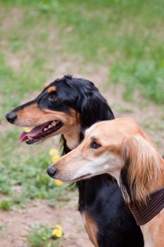 A portrait of two young salukies
