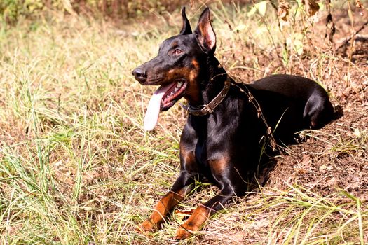 A young dobermann lying on grass 
