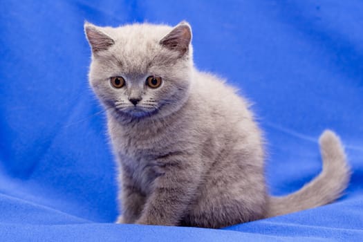 A yellow-eyed British shorthair blue kitten on blue background
