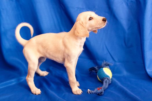 A standing white saluki pup on blue background
