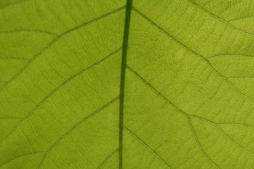 an image of Leaf Veins