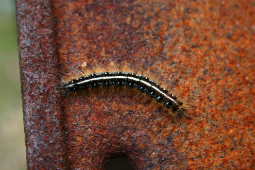 an image of a Gypsy moth caterpillar on a rusty background