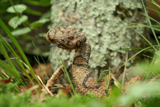 an image of a Ornamental rattlesnake