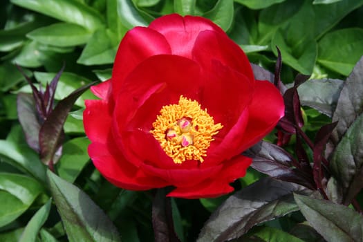 Red peony flower