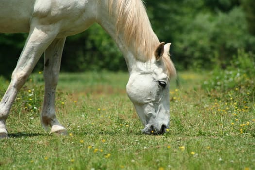 White Horse