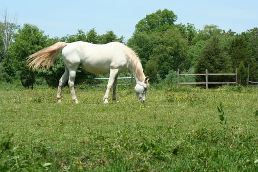 White Horse