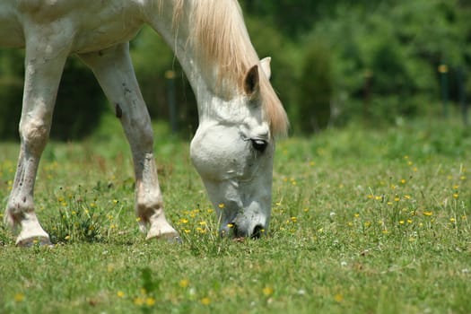 an image of a white horses eating grass