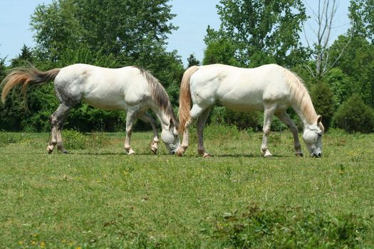 an image of two white horses