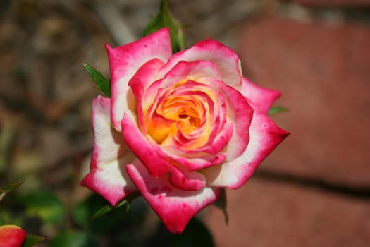 an image of a colored rose with bud