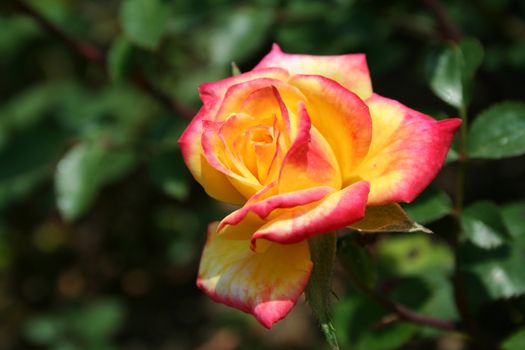 an image of a colored rose with bud