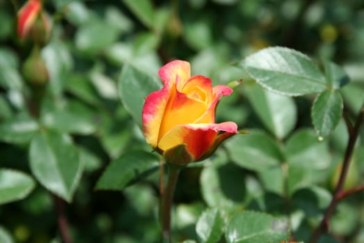 an image of a colored rose with bud