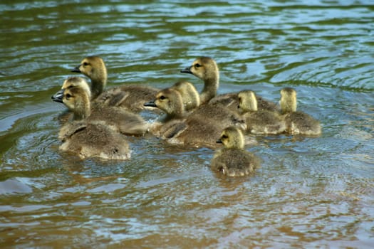 an image of a Young gosslings swimming