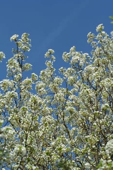 A Blooming tree with white flowers