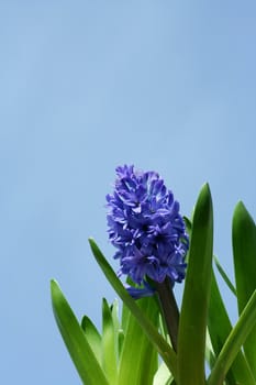 Some Spring hyacinths with blue sky