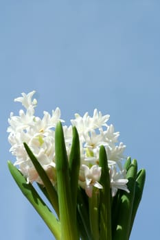 Some Spring hyacinths with blue sky