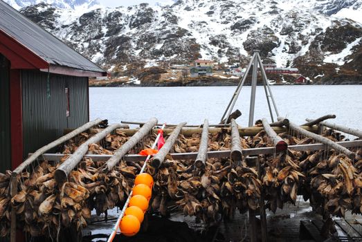 Stockfish production in Lofoten, Norway.