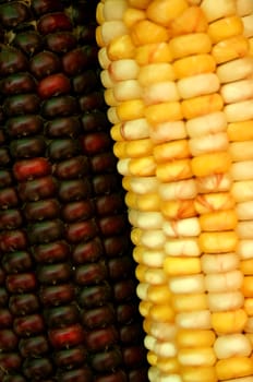 A Indian corn background