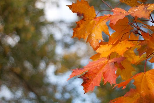 Orange, red and golden Maple leaf background