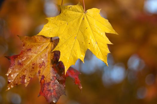 Orange, red and golden Maple leaf background